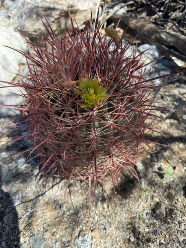 iNaturalist observation photo of California Barrel Cactus