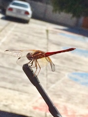 Sympetrum illotum