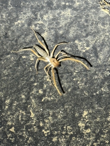 iNaturalist observation photo of Eremocosta