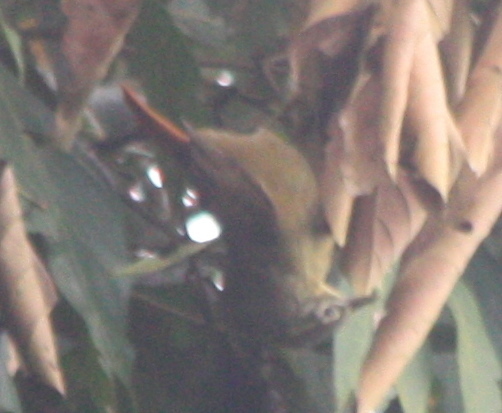Montane Foliage-gleaner