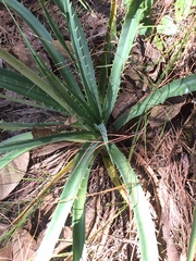Eryngium longifolium