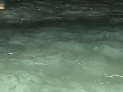 Siphonorhis brewsteri