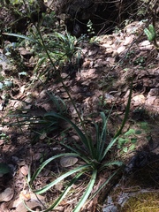 Eryngium longifolium
