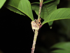 Euproctis purpureofasciata