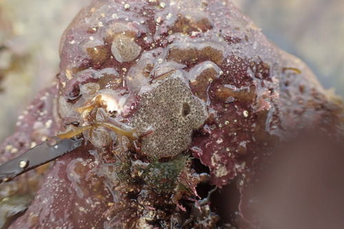 Diplosoma listerianum