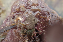 Diplosoma listerianum