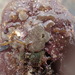 Diplosoma listerianum