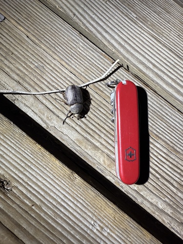 iNaturalist observation photo of Sleeper's Elephant Beetle