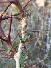 Vachellia leucophloea