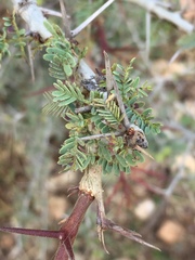 Vachellia leucophloea