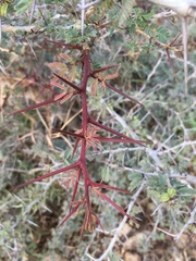 Vachellia leucophloea