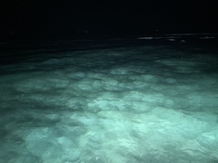 Siphonorhis brewsteri