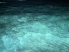 Siphonorhis brewsteri