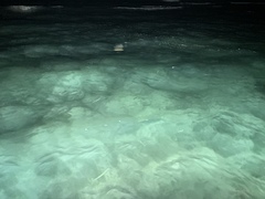 Siphonorhis brewsteri