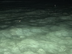 Siphonorhis brewsteri