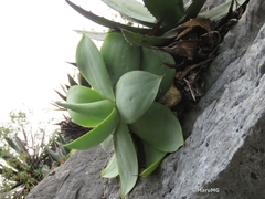 Agave mitis