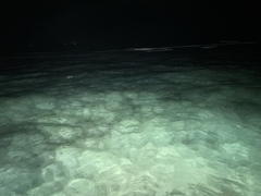 Siphonorhis brewsteri