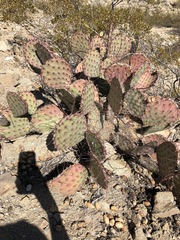 Opuntia