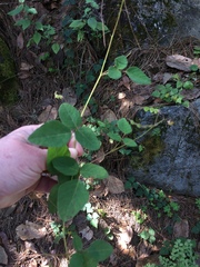 Desmodium retinens