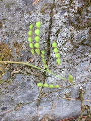 Desmodium retinens