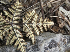 Notholaena sulphurea