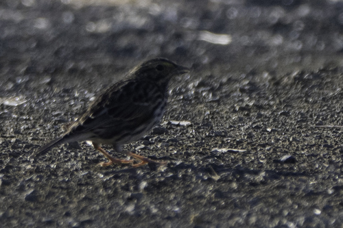 Bryant’s Savannah Sparrow