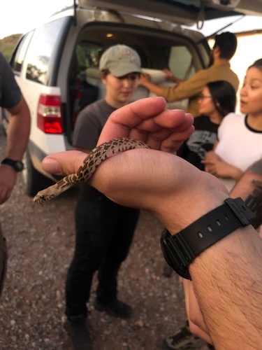 Sonoran Gopher Snake