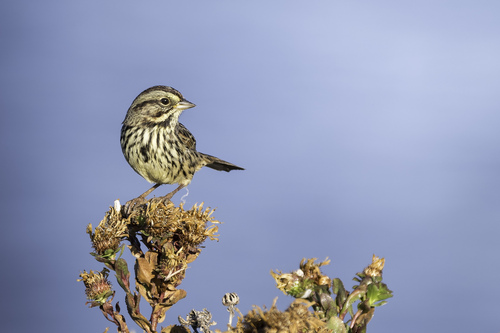 Song Sparrow (pusillula)