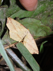 Pareclipsis serrulata