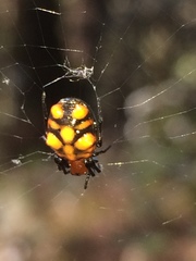 Micrathena glyptogonoides