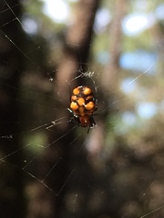 Micrathena glyptogonoides