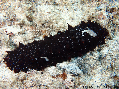 Photo of Poli's sea cucumber (Holothuria poli)