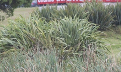 Phormium tenax