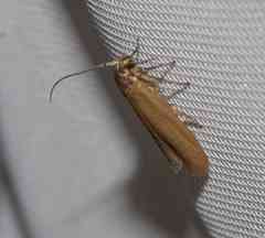 Holcocera immaculella