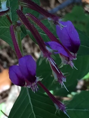 Cuphea calaminthifolia