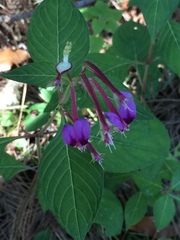 Cuphea calaminthifolia