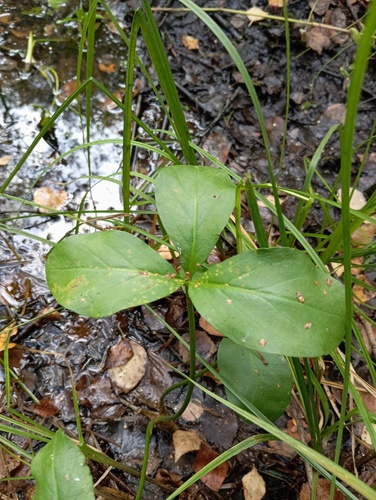 Наблюдение на iNaturalist