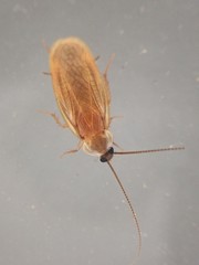 Compsodes schwarzi