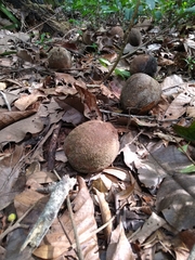 Bertholletia excelsa