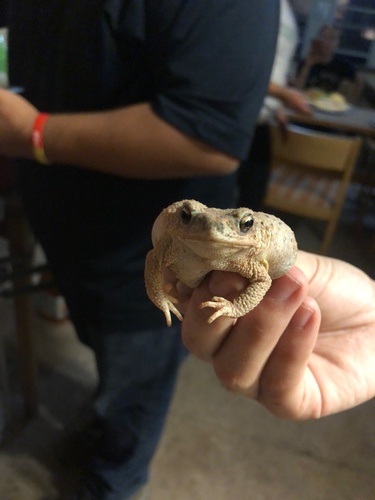 Red-spotted Toad
