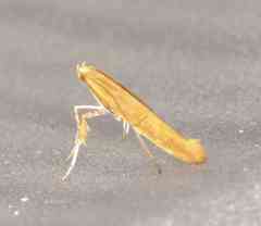 Caloptilia invariabilis