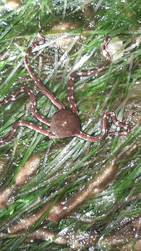 Ophiomyxa australis observed 2025-09-22