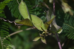 Cobaea scandens