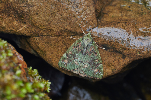Dindica limatula