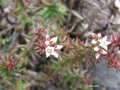 Sedum jerzedowskii