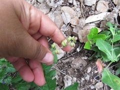 Scutellaria pseudocoerulea
