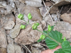 Scutellaria pseudocoerulea