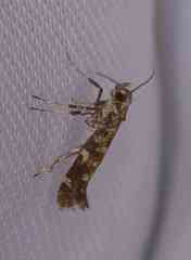 Gracillaria syringella