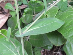 Romanschulzia orizabae