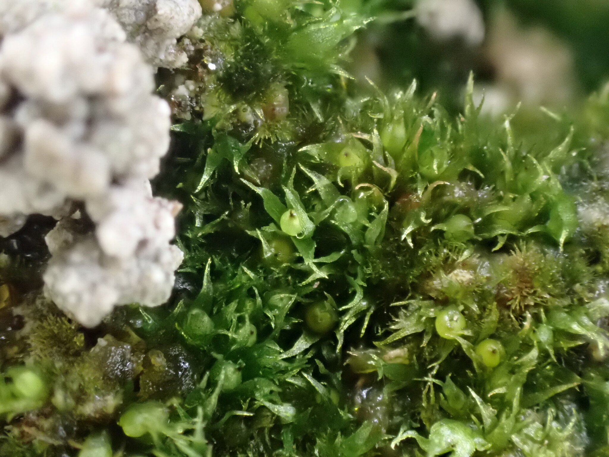 Ephemerum cohaerens